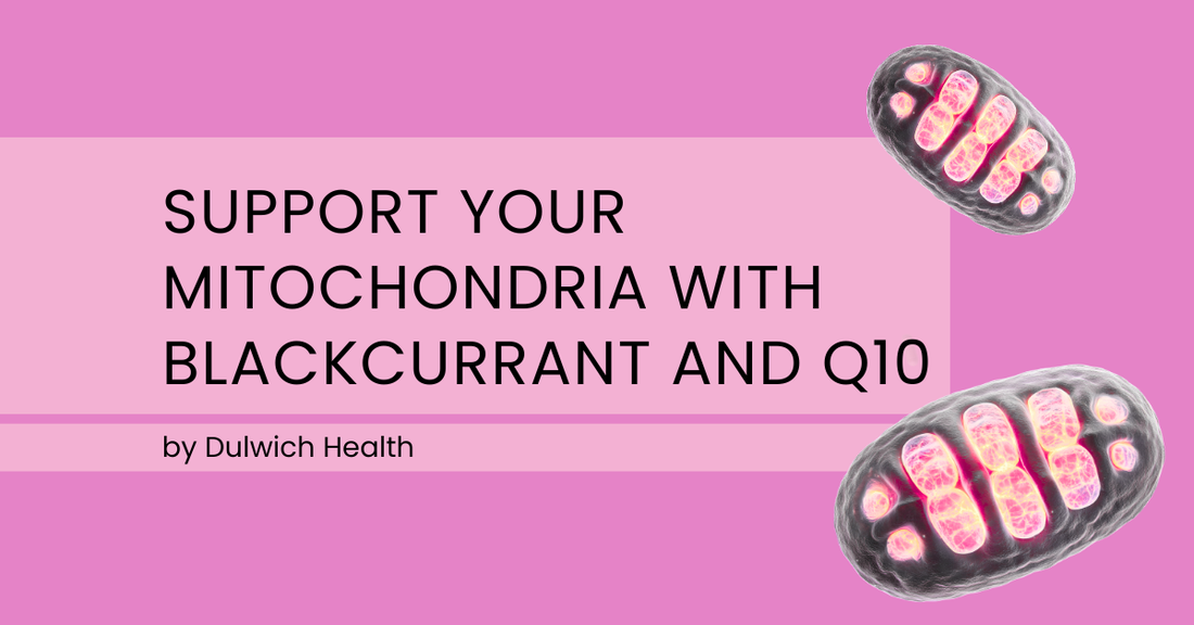 Support Your Mitochondria with Blackcurrant and Q10