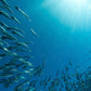 Pharma Nord Bio-Marine Plus 150