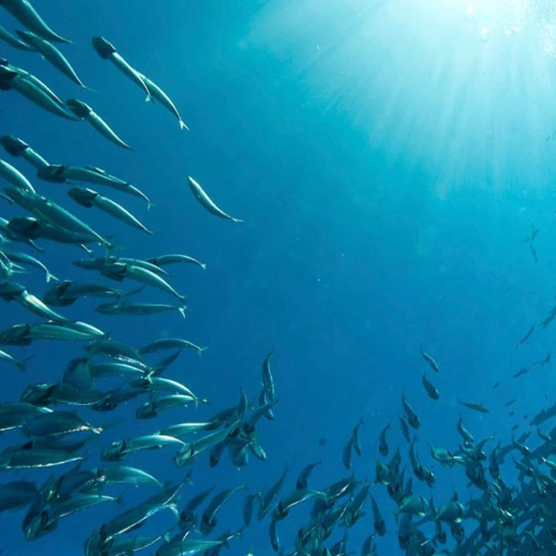 Pharma Nord Bio-Marine Plus 150