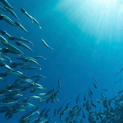 Pharma Nord Bio-Marine Plus 150