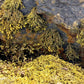 Close-up of green Seagreens Pelvetia Pieces seaweed on a rocky surface