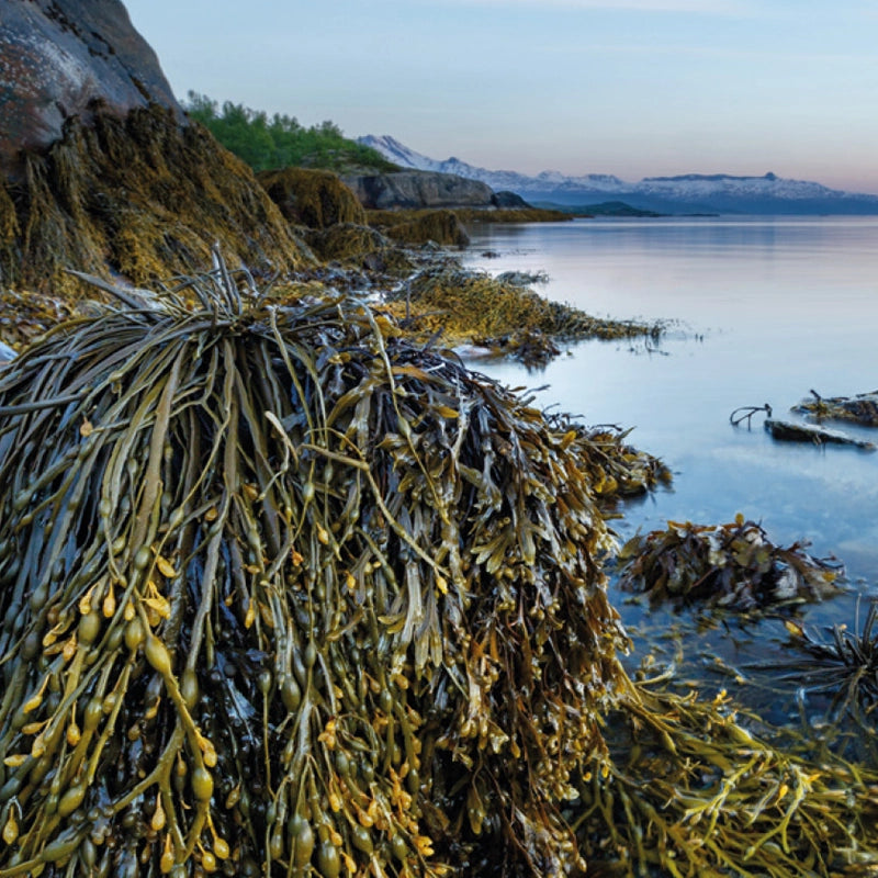 Seagreens Culinary ingredients seaweed on a rocky shore with mountains and water in the background