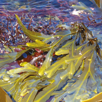 Seagreens seaweed floating in water with a blurred background