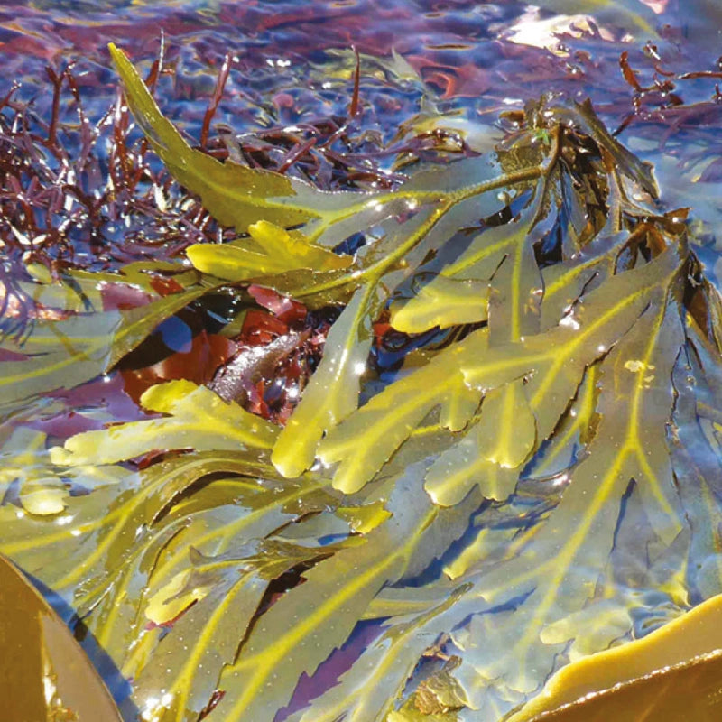 Close-up of Seagreens seaweed floating on water with a colourful background