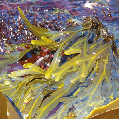 Close-up of Seagreens seaweed floating on water with a colourful background