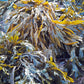 Close-up of Seagreens Iodine Lite seaweed with a focus on texture and colour.
