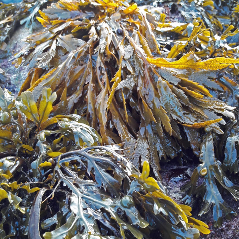 Close-up of Seagreens Iodine Lite seaweed with a focus on texture and colour.
