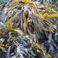 Close-up of Seagreens Iodine Plus supplement seaweed with a focus on texture and colour variations.