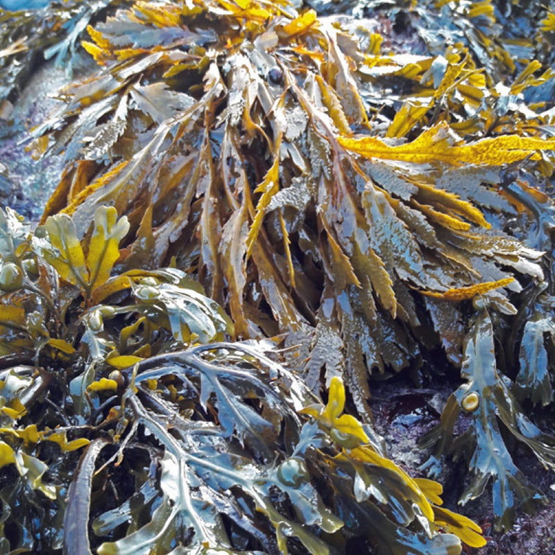 Close-up of Seagreens Iodine Plus supplement seaweed with a focus on texture and colour variations.