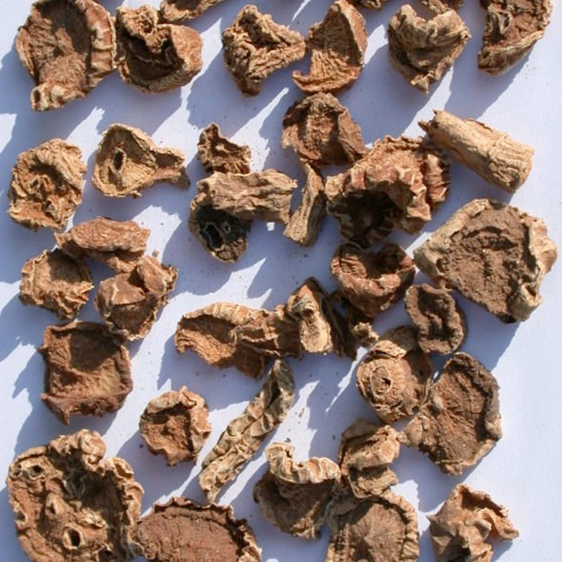 Dried devil's claw plant material on a white background