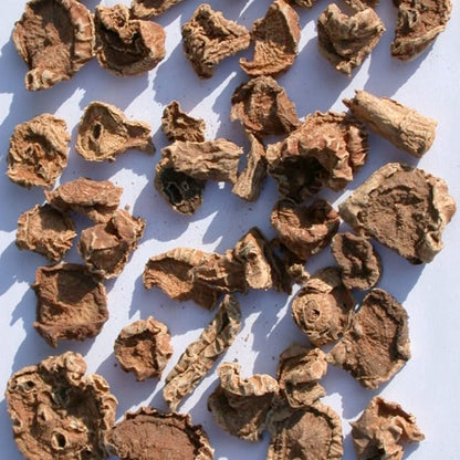 Dried devil's claw plant material on a white background