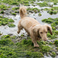 Dog walking on a seaweed, wet rock.