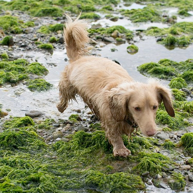 Dog walking on a seaweed, wet rock.