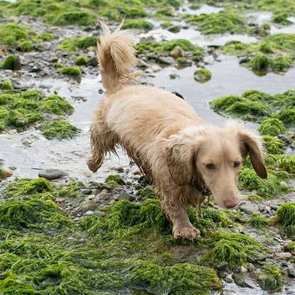 Dog walking on a seaweed, wet rock.