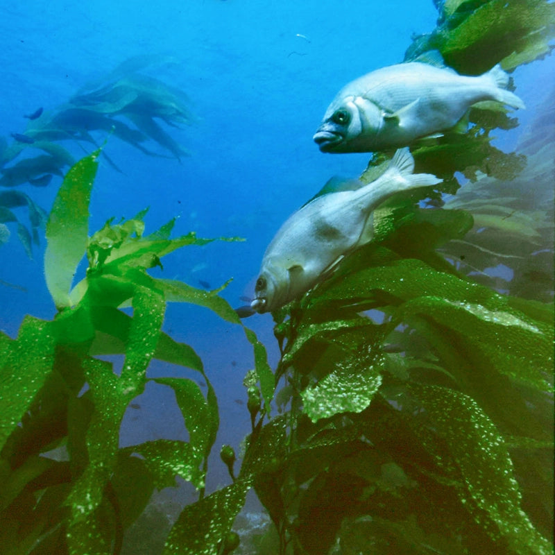 Two fish swimming among green underwater seaweed plants in clear blue water.