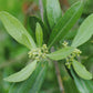 Close-up of olive leaves with small buds on a blurred green background