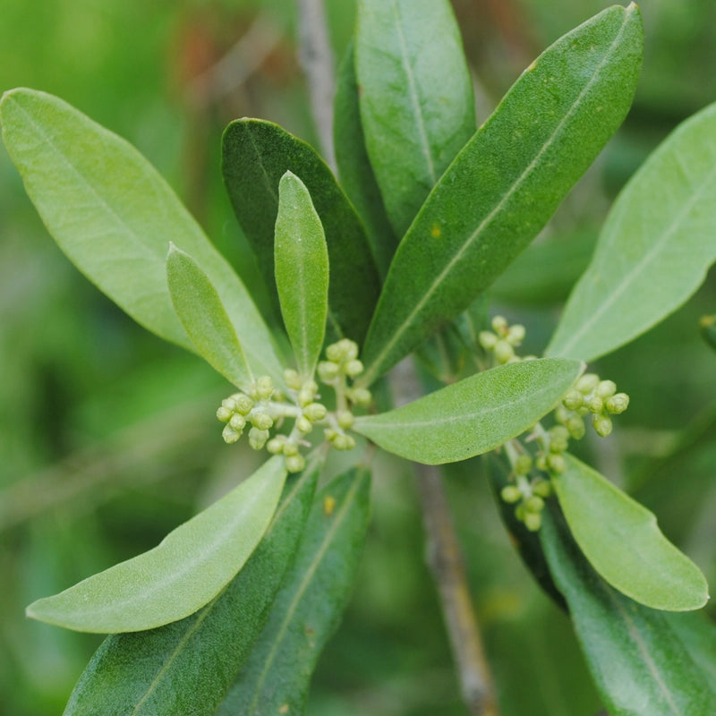Close-up of olive leaves with small buds on a blurred green background