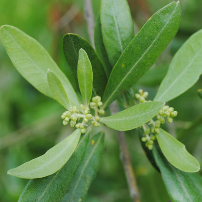 Close-up of olive leaves with small buds on a blurred green background